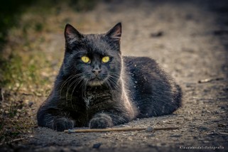 Hausi-The Cat.jpg
